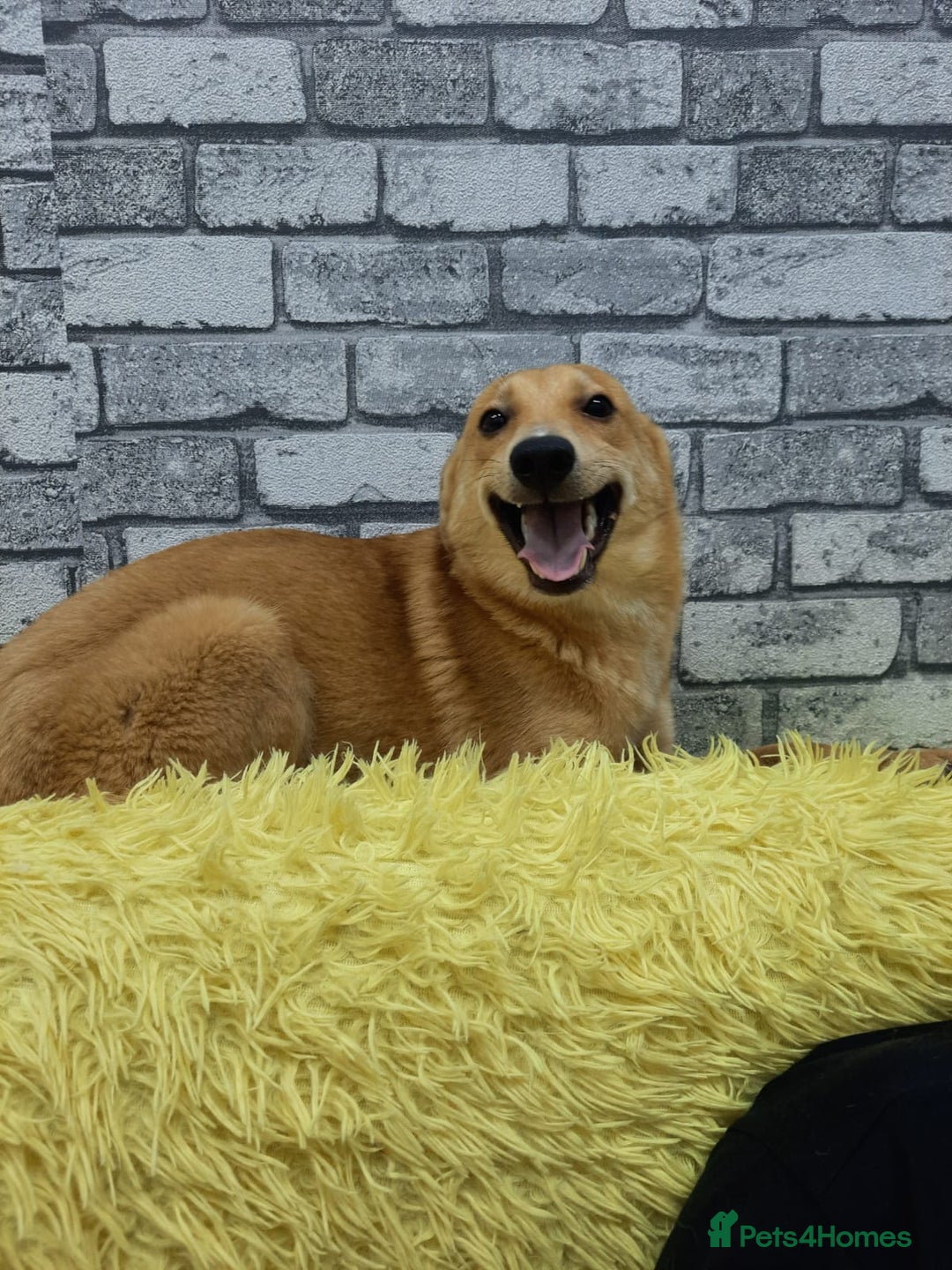 Mixed Breed dogs for adoption: 💖🐶 LESSY 🐶💖 - Image 5