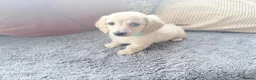 Miniature Dachshund dogs for sale: READY! 2 boys left! 💙 Cream Long Haired Pups KC - Advert 21