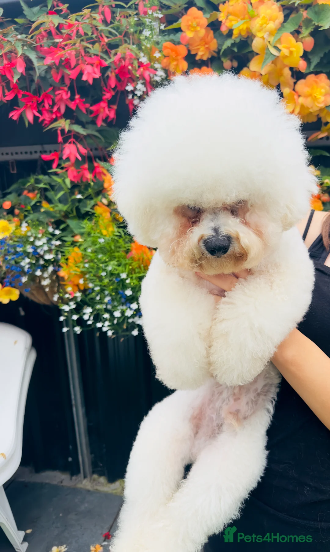 Bichon Frise dogs for stud: Bichon frise for stud - Advert 2