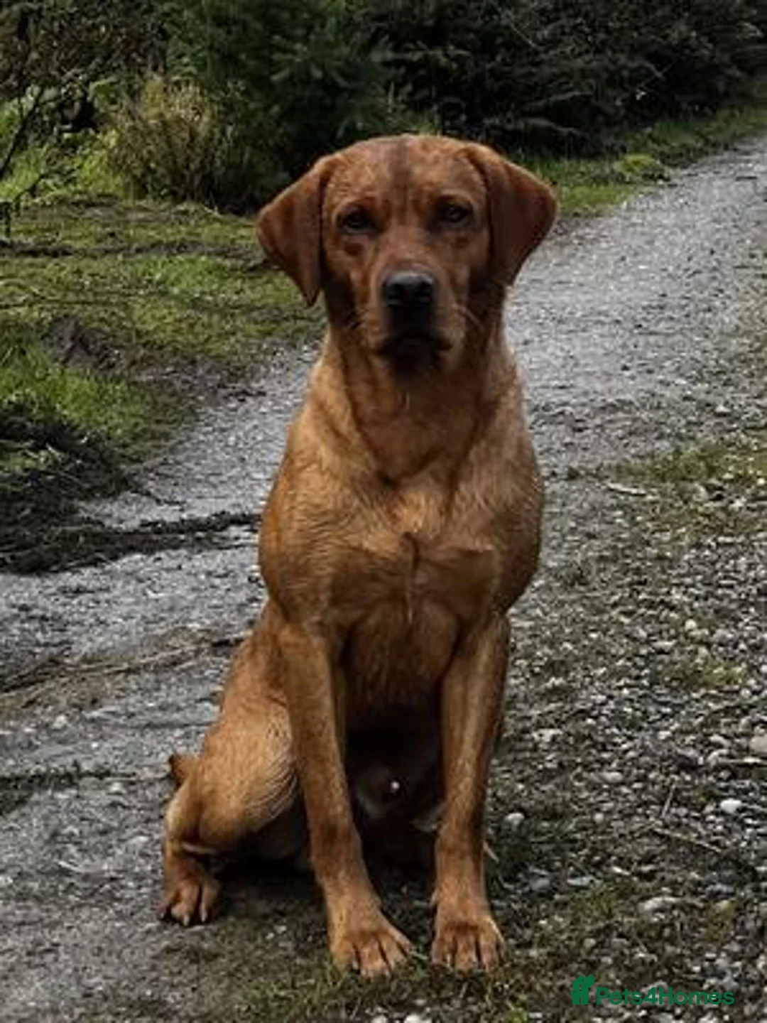 Labrador Retriever dogs for sale: Golden Labrador puppies in Banbury - Advert 6