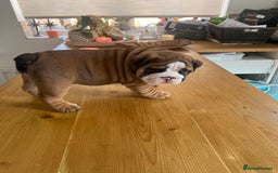 English Bulldog dogs for sale: Stunning litter of  English bulldog puppies - Image 28