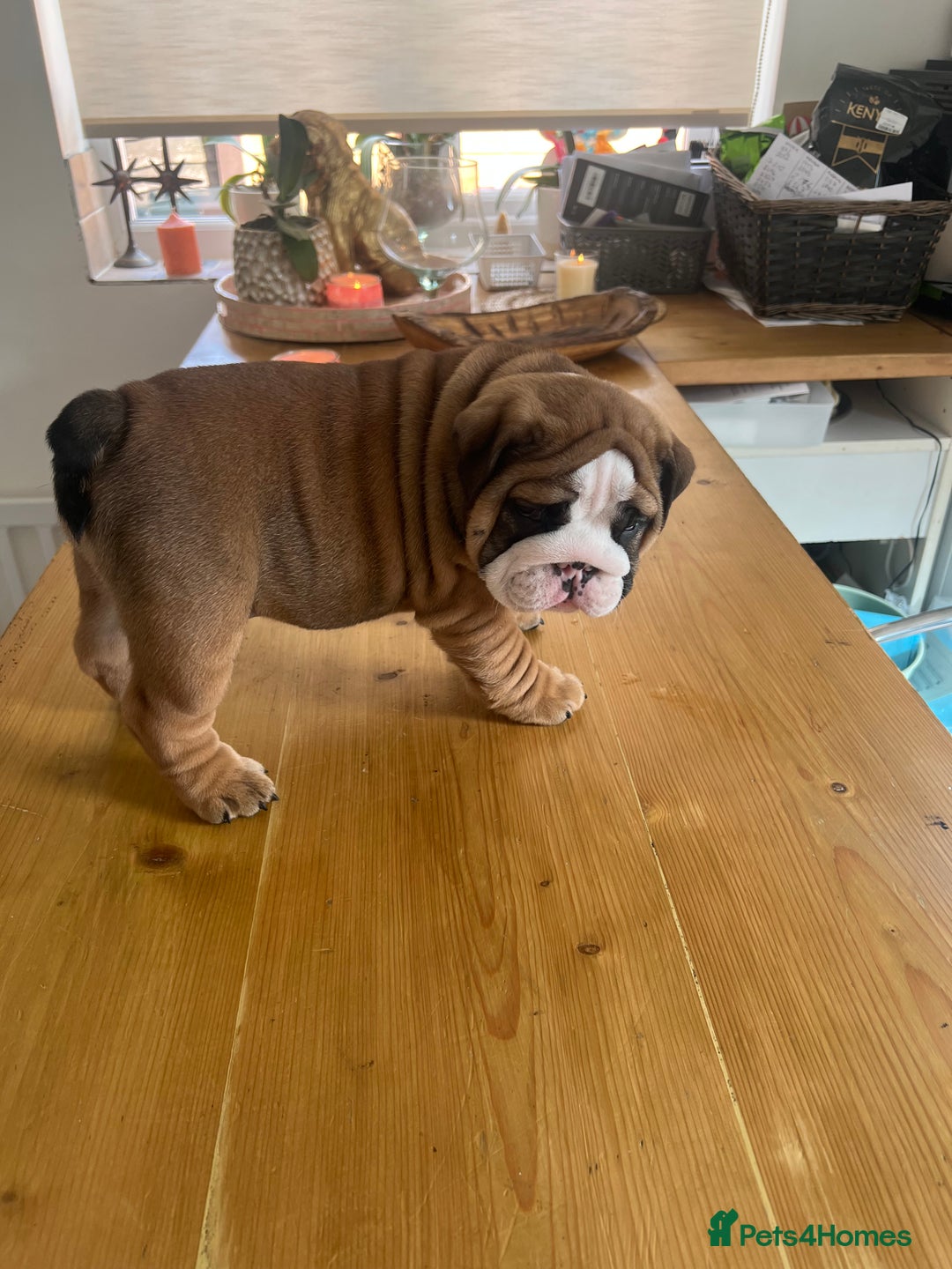 English Bulldog dogs for sale: Stunning litter of  English bulldog puppies - Image 28
