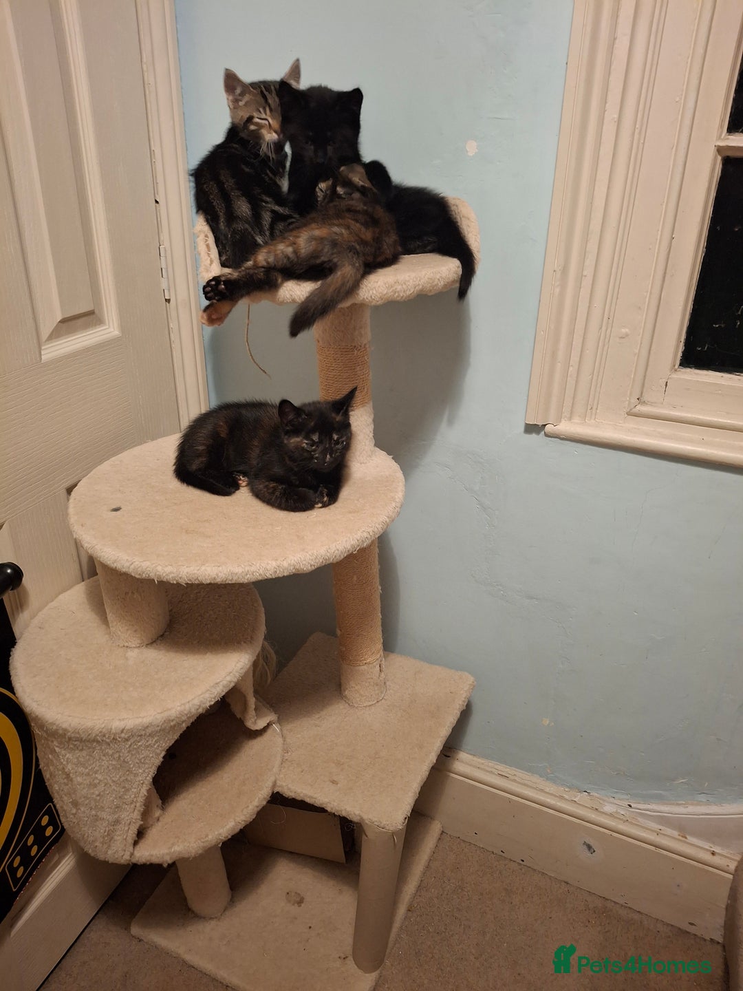 Mixed Breed cats for sale: Kittens for sale! - Advert 9