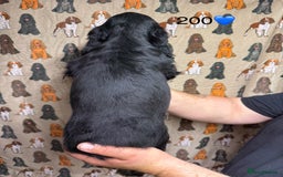 Cocker Spaniel dogs for sale: Chunky show type cocker spaniels  - Image 12