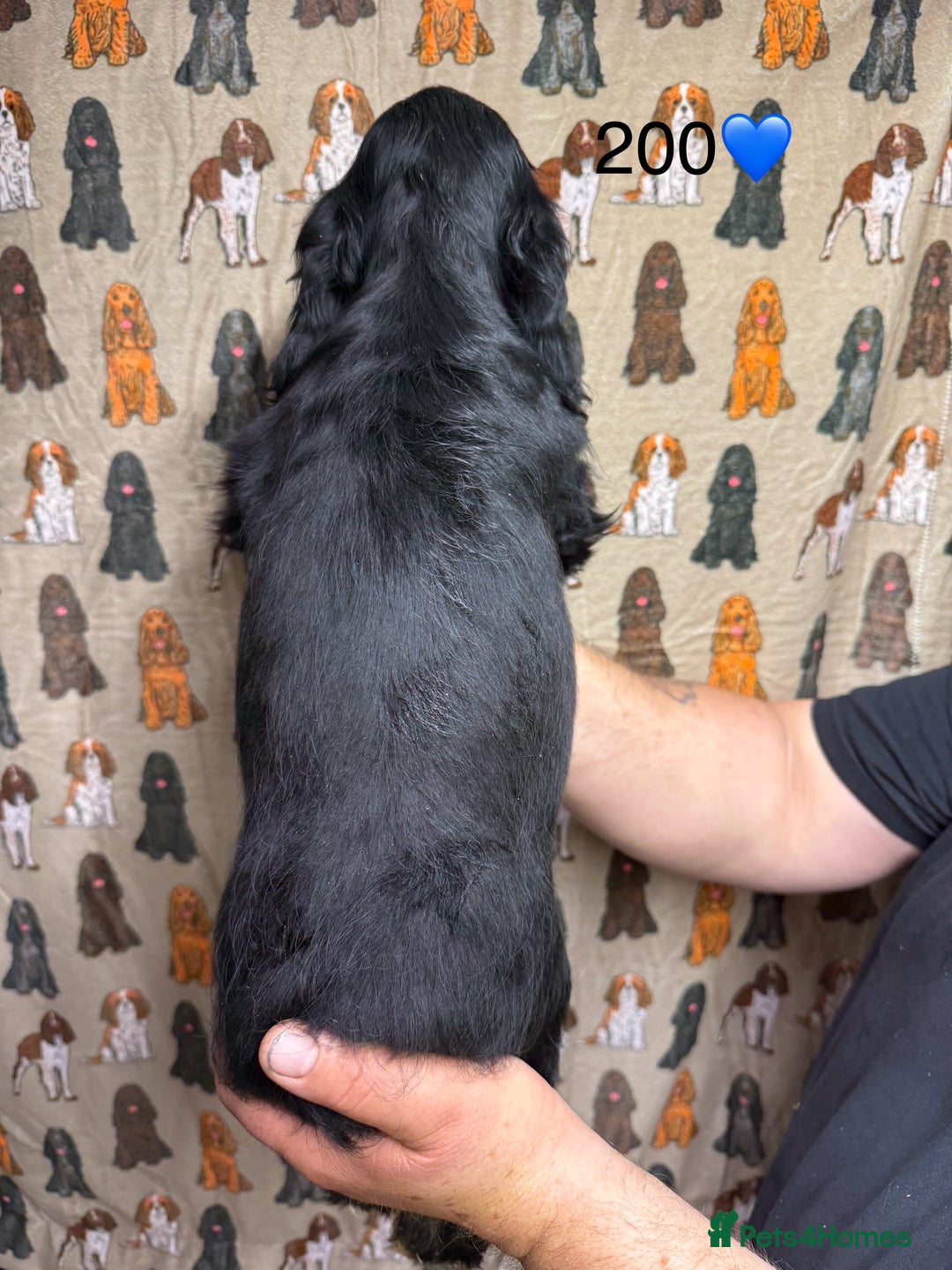 Cocker Spaniel dogs for sale: Chunky show type cocker spaniels  - Image 12