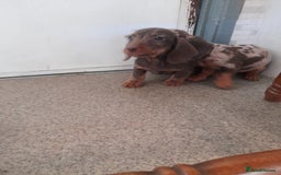 Miniature Dachshund dogs for sale: Miniture dashounds wire hair  - Image 19