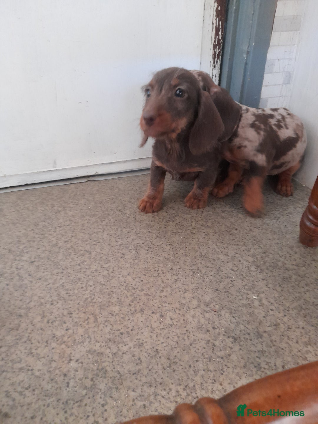 Miniature Dachshund dogs for sale: Miniture dashounds wire hair  - Image 19