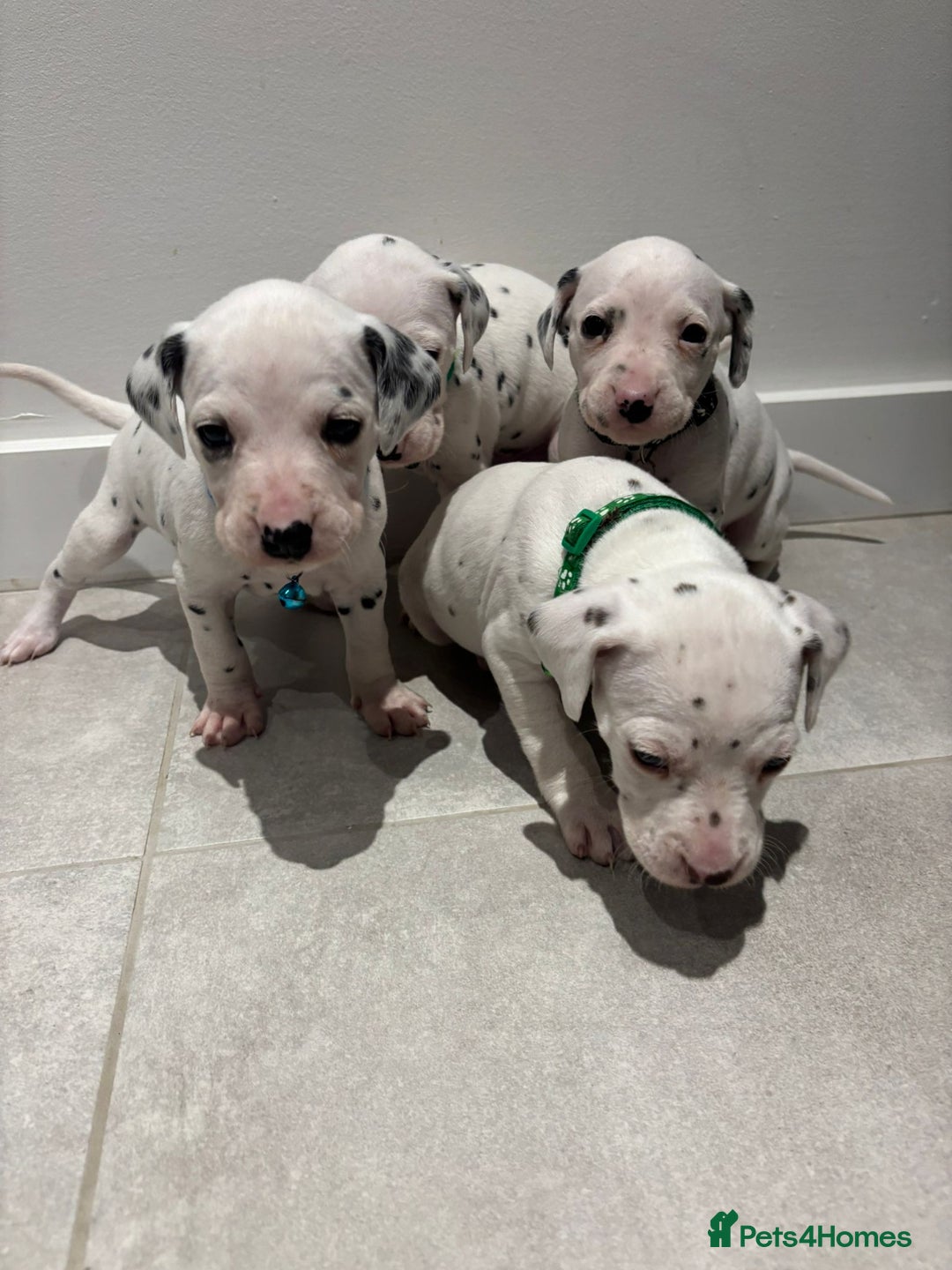 Dalmatian dogs for sale: Dalmatians for Sale (Last 2 Boys Left) - Advert 13