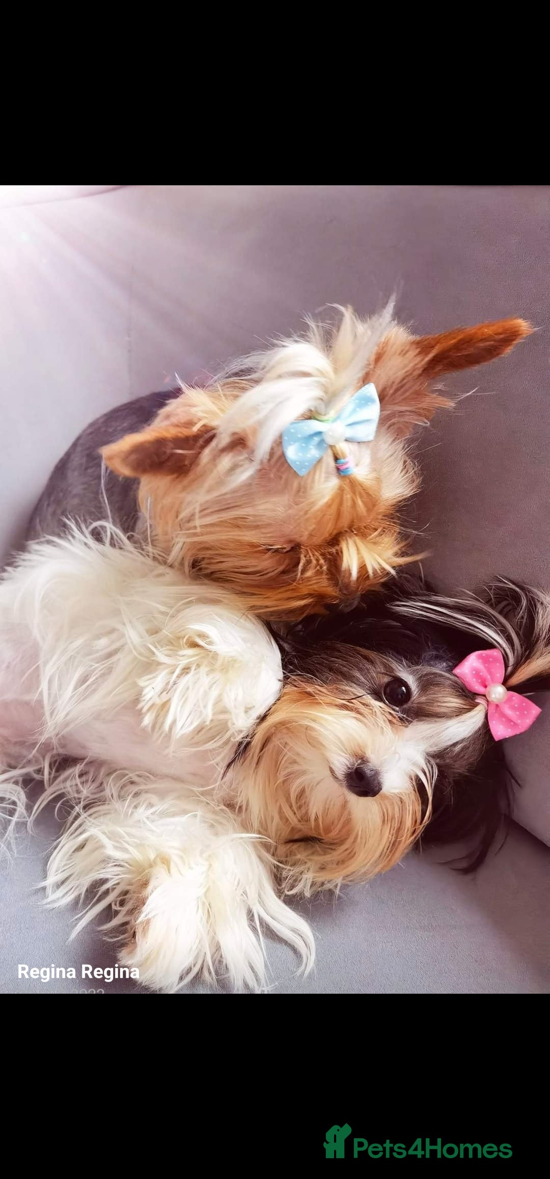 Yorkshire Terrier dogs for sale: Yorkshire Terrier - Image 6