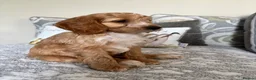Cockapoo dogs for sale: Beautiful cockapoos - Advert 2