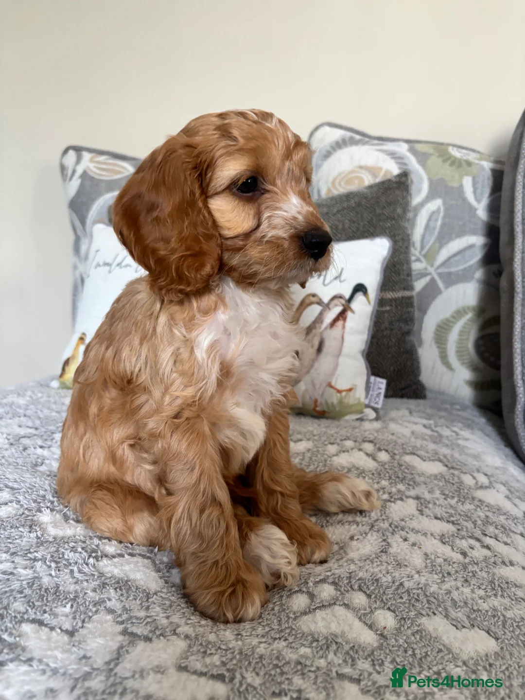 Cockapoo dogs for sale: Beautiful cockapoos - Advert 2