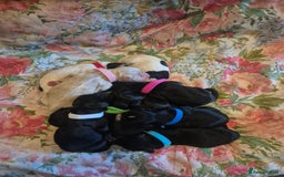 Sprocker dogs for sale: Sprocker Spaniel Puppies  - Image 1