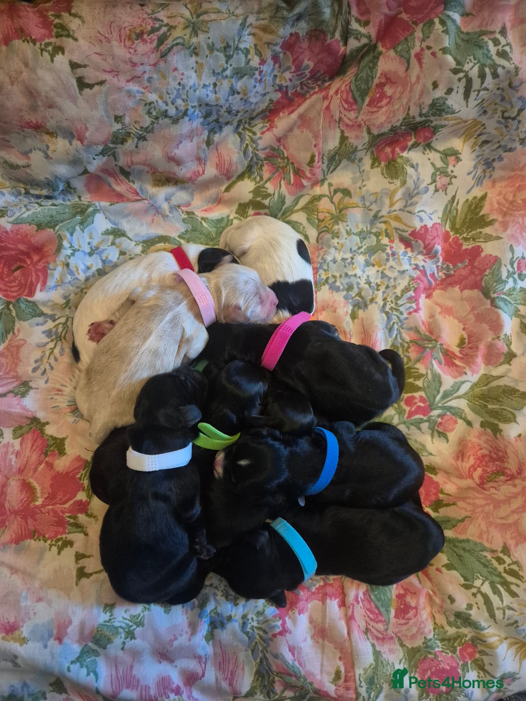 Sprocker dogs for sale: Sprocker Spaniel Puppies  - Image 1