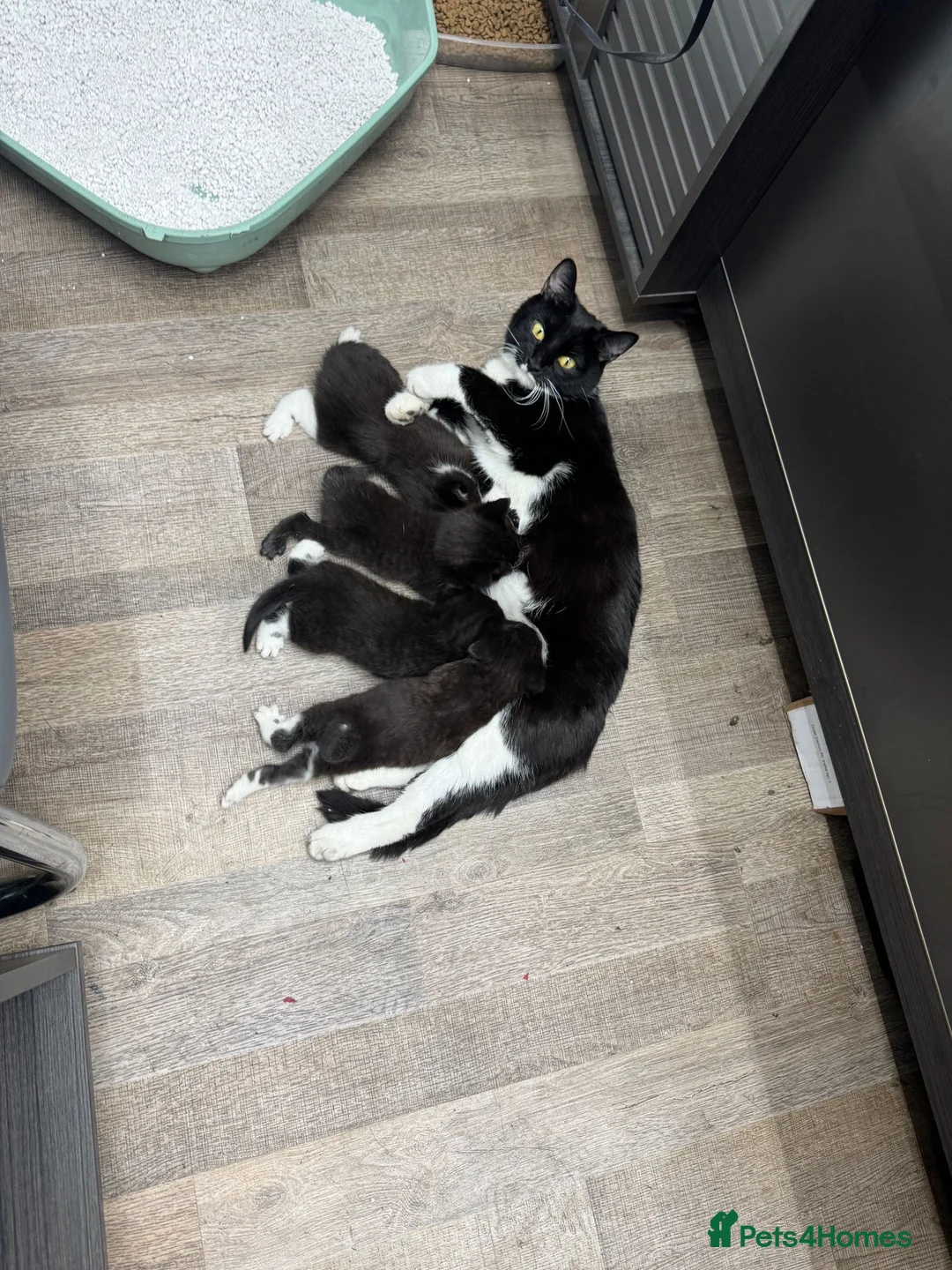 Mixed Breed cats for sale: Kittens need new home  - Advert 2