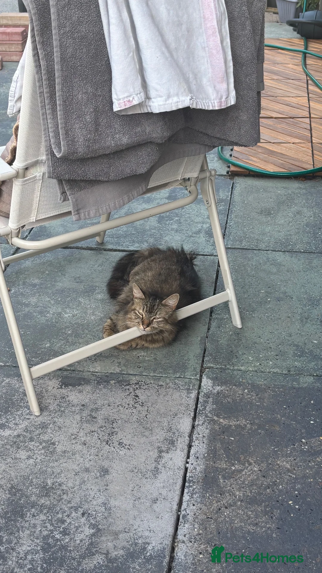 Mixed Breed cats for sale: 4 Beautiful Kittens For Sale - Advert 9