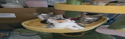 Domestic Shorthair cats for sale: **READY NOW^^* Happy, healthly, friendly kittens  - Advert 7