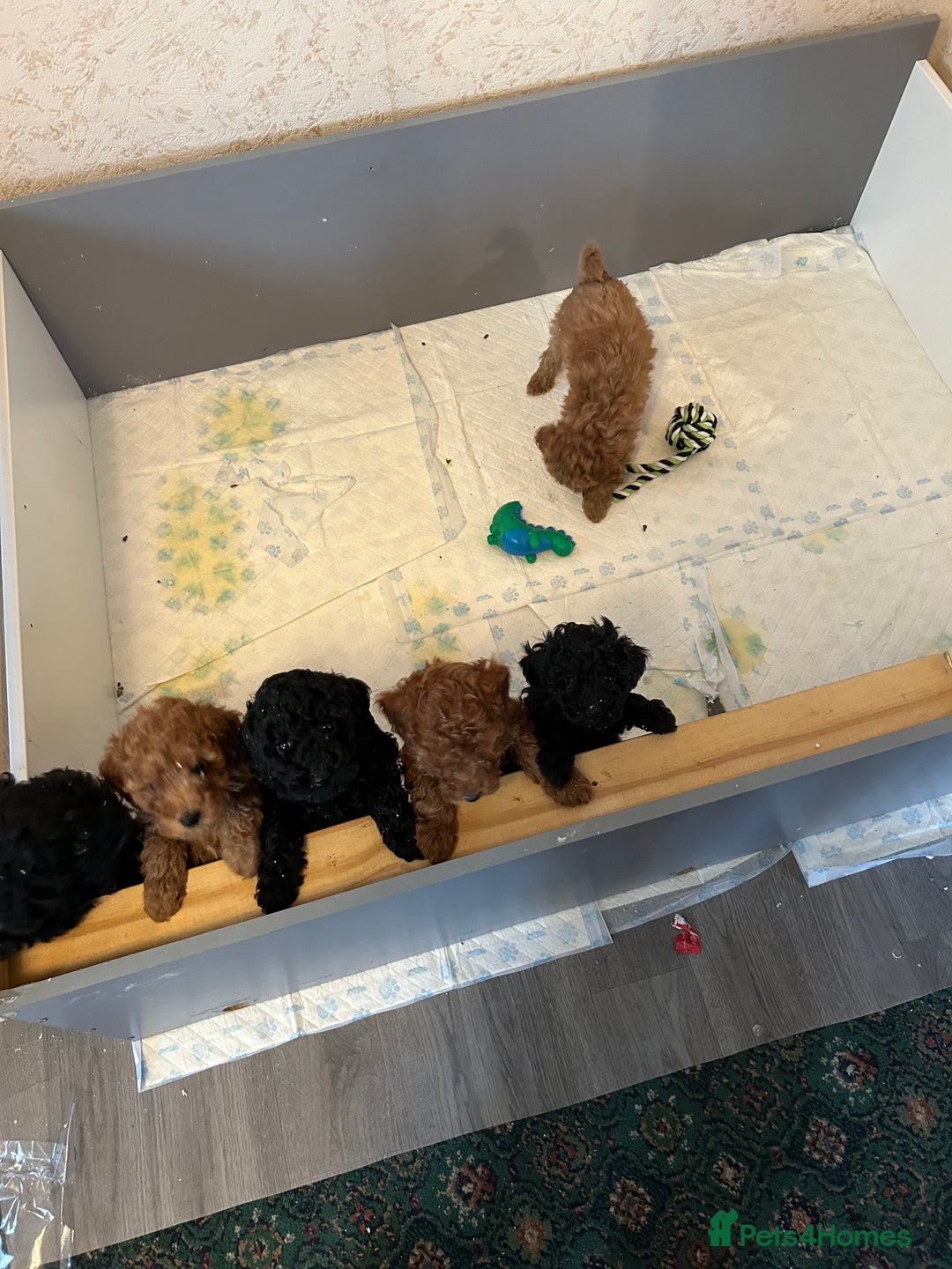Miniature Poodle dogs for sale: Mini poodle puppy - Advert 5