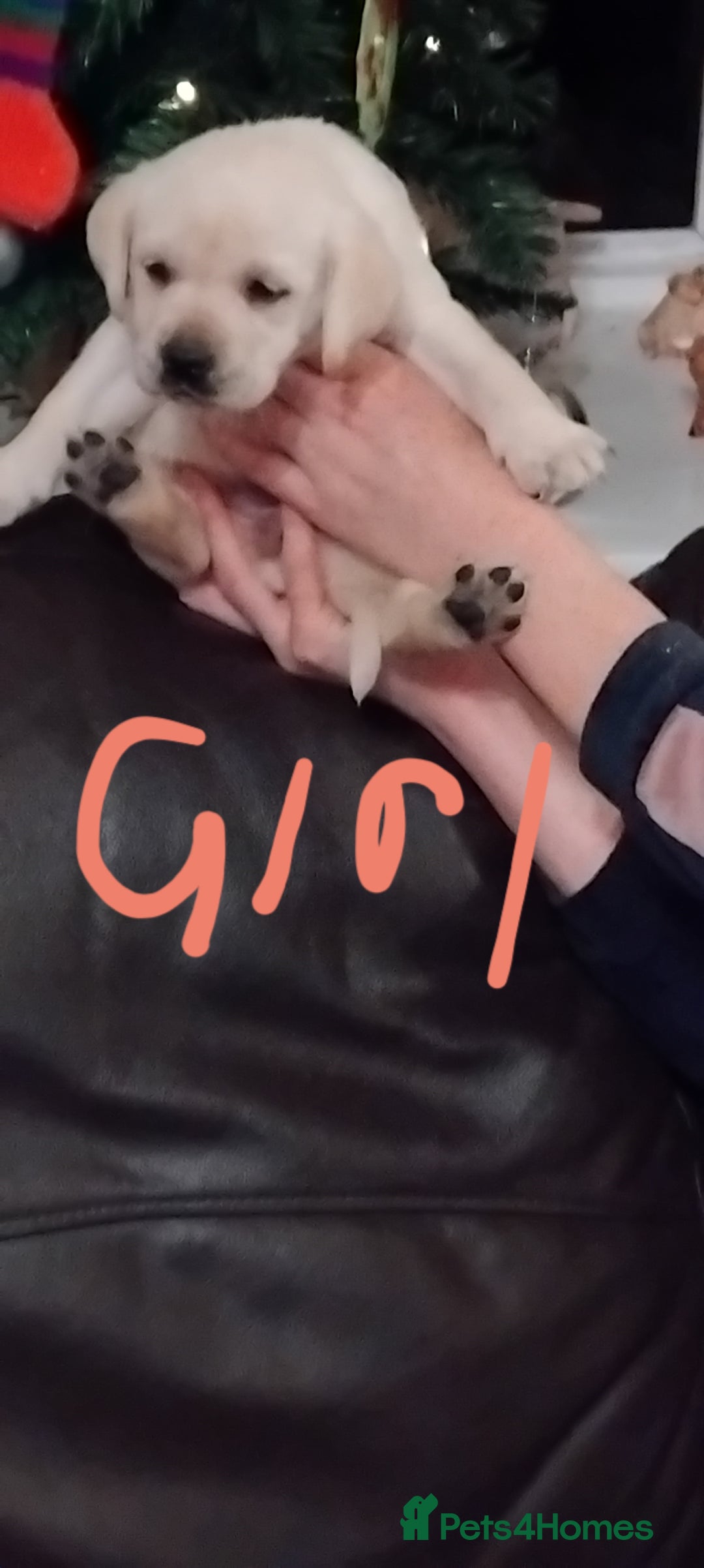 Labrador Retriever dogs for sale: Lovely Labrador puppies  - Advert 16