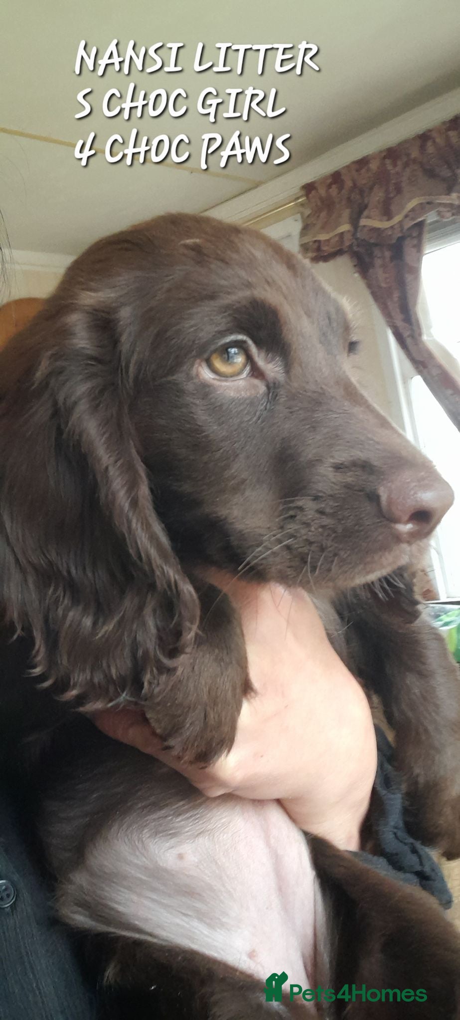 Sprocker dogs Beautiful Chocolate and Liver & White Sprockers  - Advert 1