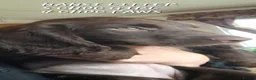 Sprocker dogs for sale: Beautiful Chocolate and Liver & White Sprockers  - Advert 2
