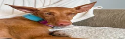 Ibizan Hound dogs for adoption: Cati a lovely calm girl who loves other dogs  - Advert 9