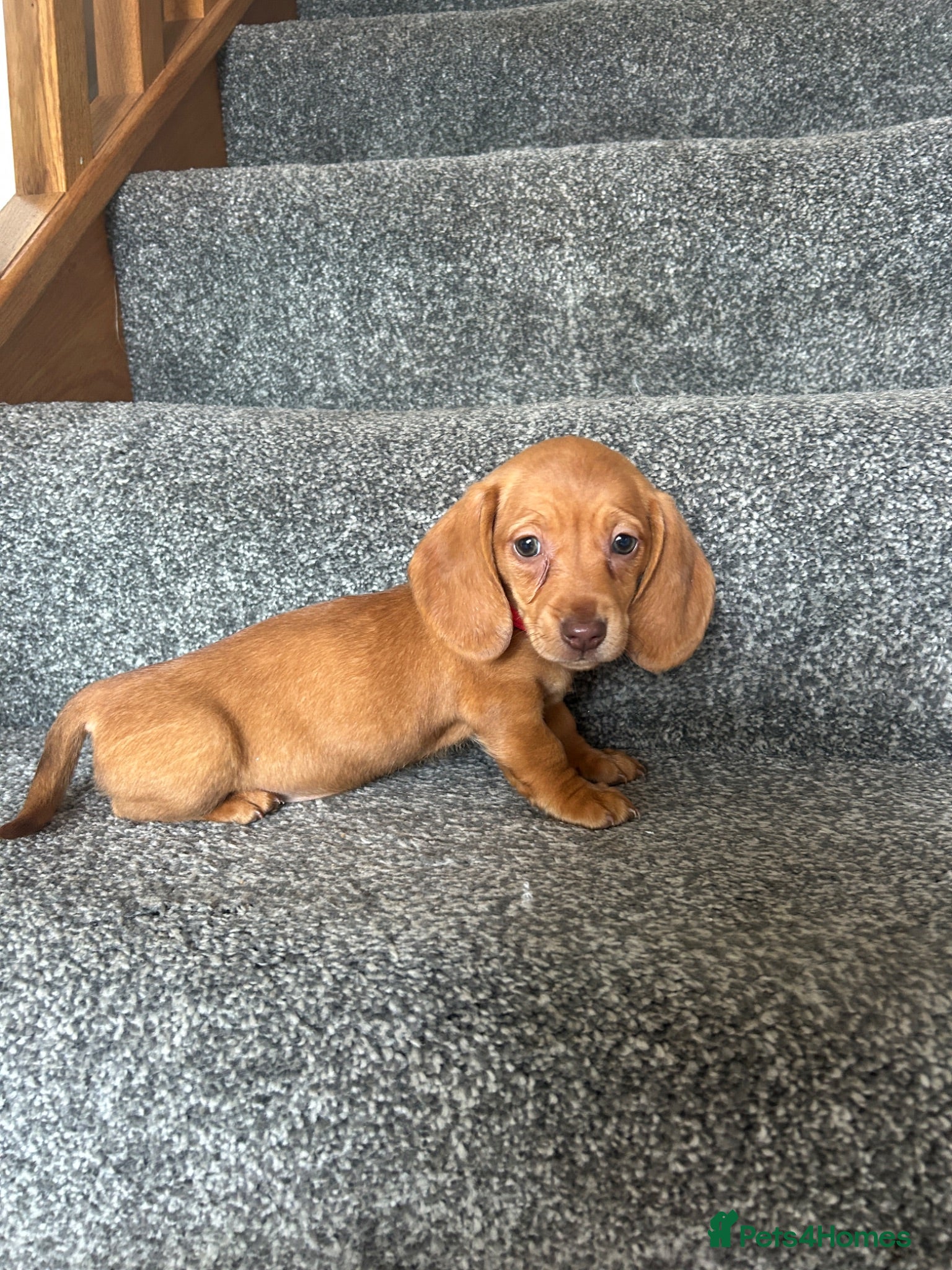Miniature Dachshund dogs Beautiful Dachshund Puppies - Advert 12