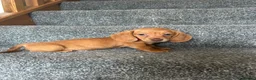Miniature Dachshund dogs for sale: Beautiful Dachshund Puppies - Advert 1