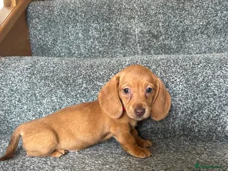 Miniature Dachshund dogs Beautiful Dachshund Puppies - Advert 1