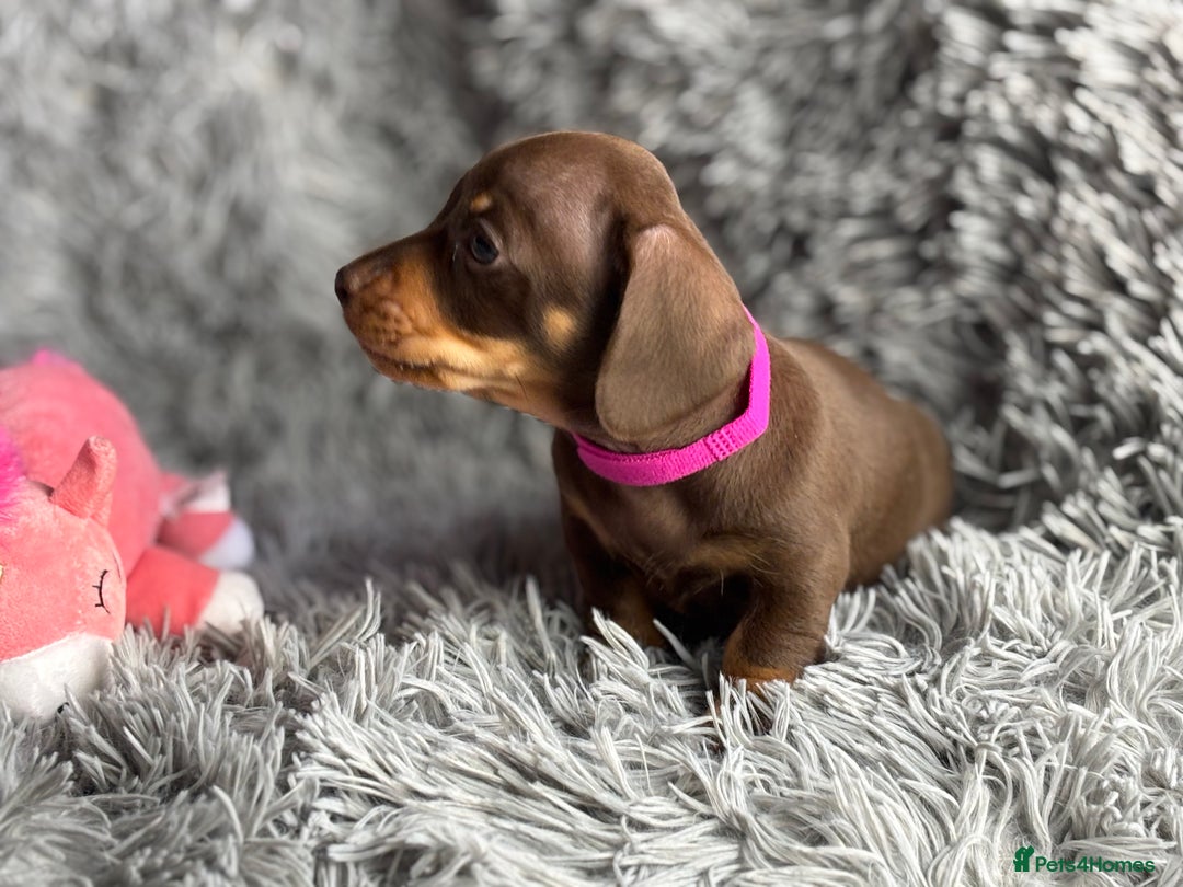 Miniature Dachshund dogs for sale: Last one available PRA Clear Miniature Dachshund  - Advert 5