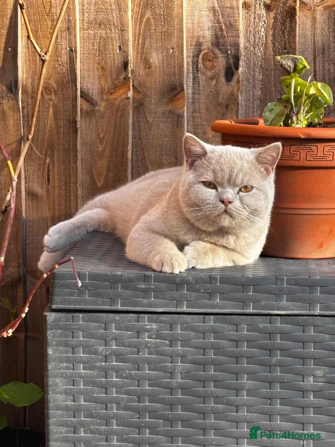 British Shorthair cats for sale: Fawn British short hair kitten six months old  in Harrow - Advert 2