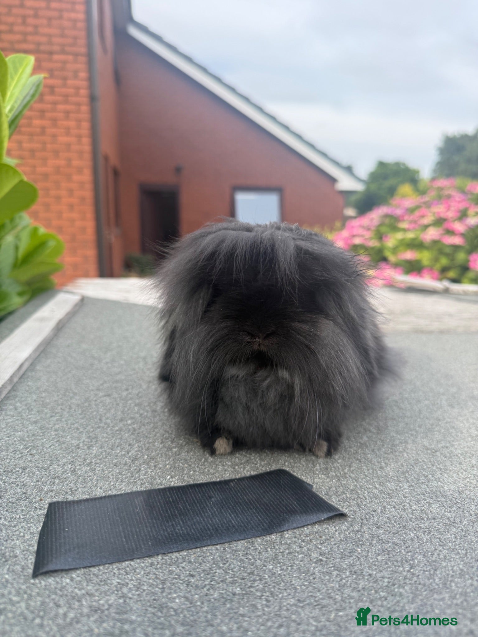 Mini Lion Lop rabbits Single mane mini lionlops  - Advert 2