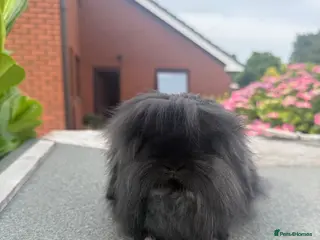 Mini Lion Lop rabbits Single mane mini lionlops - Advert 2