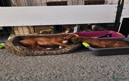 Boxer dogs for sale: BOXER PUPPIES FOR SALE  - Image 18