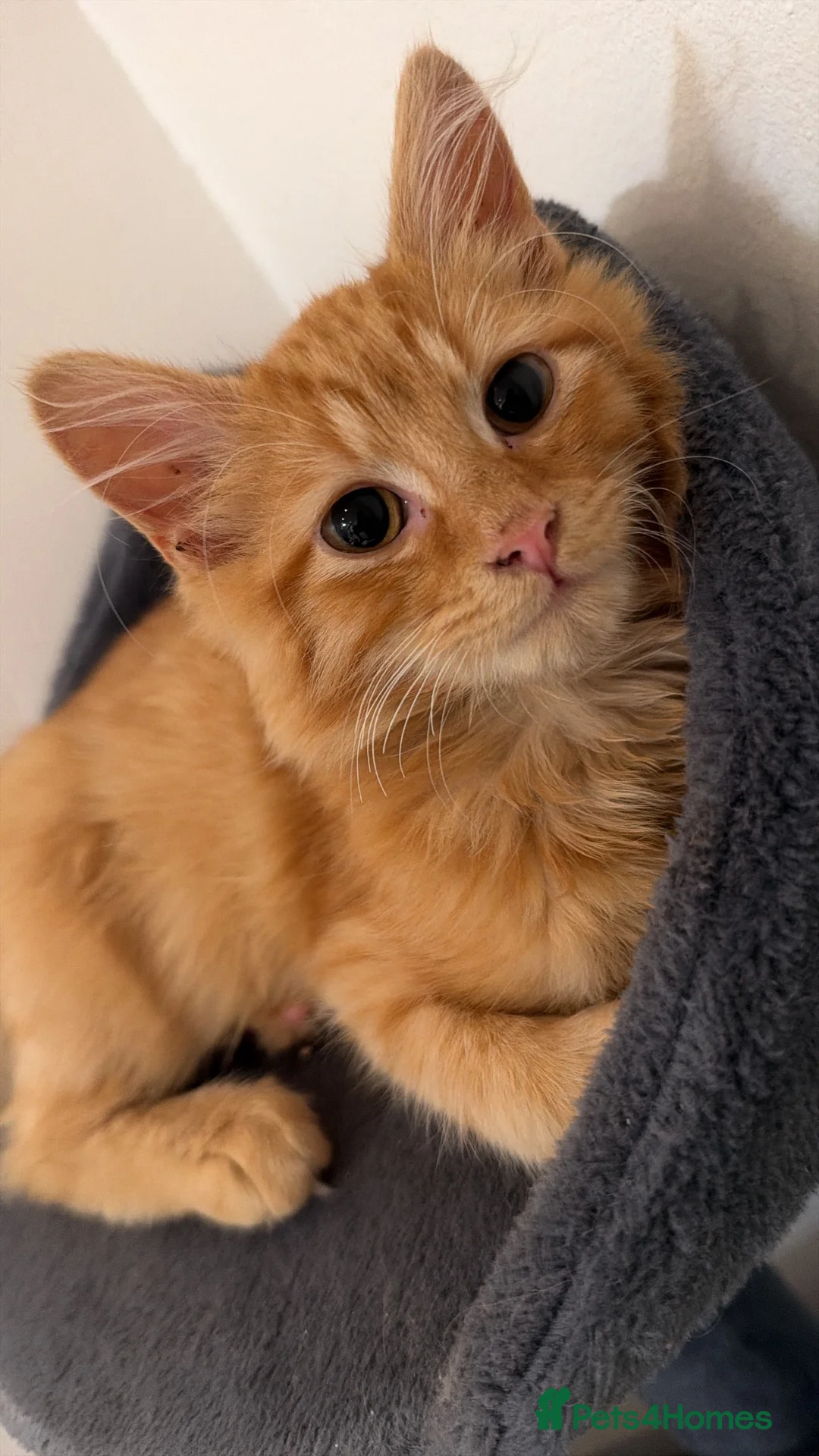 Domestic Shorthair cats for sale: Cat for sale  - Advert 1