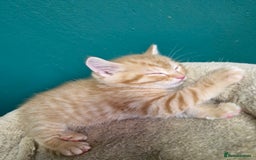 Scottish Fold cats for sale: Scottish fold kittens with straight ears - Advert 22