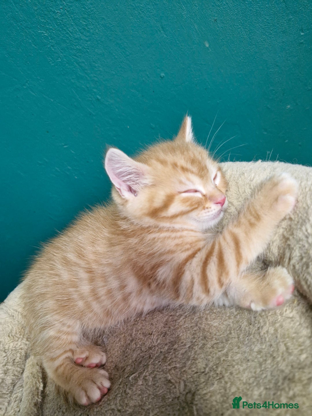 Scottish Fold cats for sale: Scottish fold kittens with straight ears - Advert 22