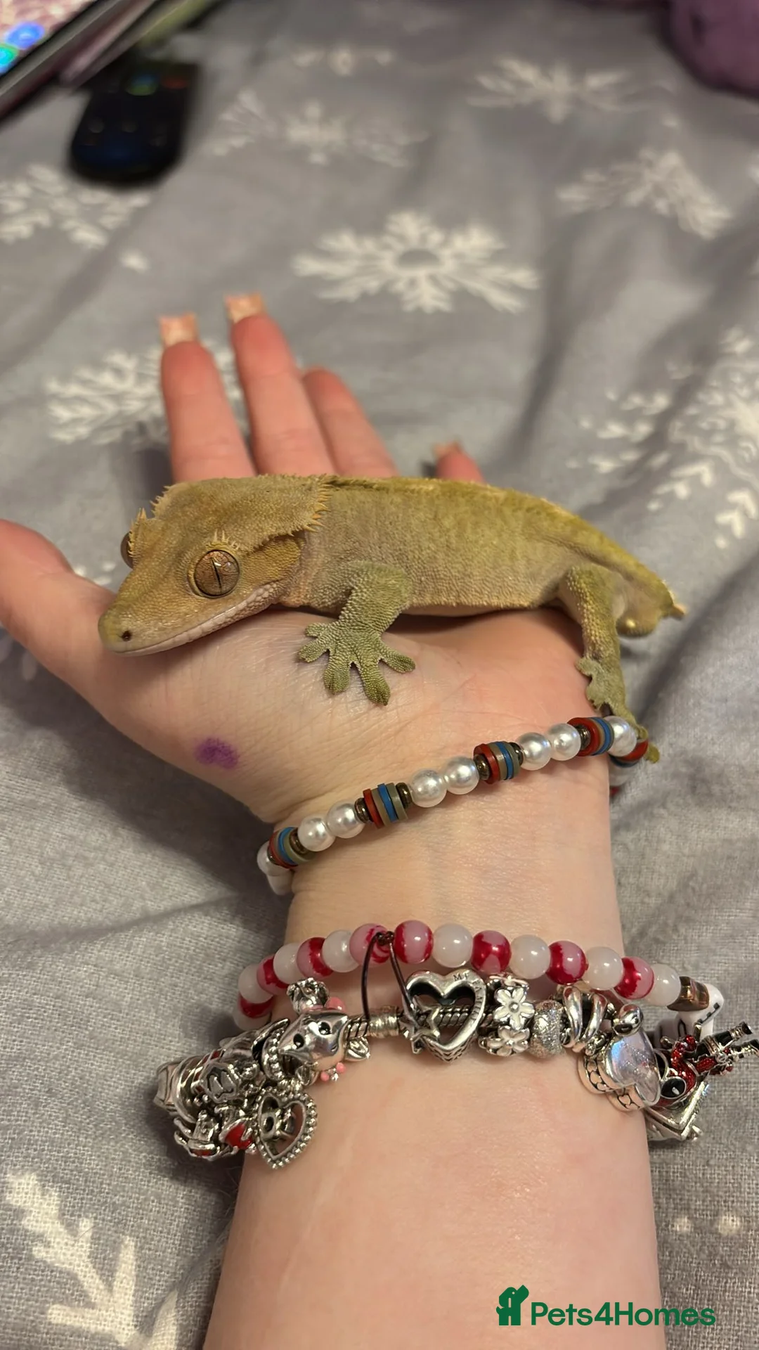Gecko reptiles for sale: Male gecko and viv  - Advert 2