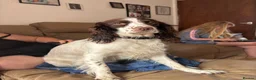 Mixed Breed dogs for sale: Newborn puppies in Barnsley - Advert 8