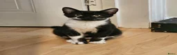 Mixed Breed cats for adoption: Rescue kitten 6 months looking for her own home - Advert 5
