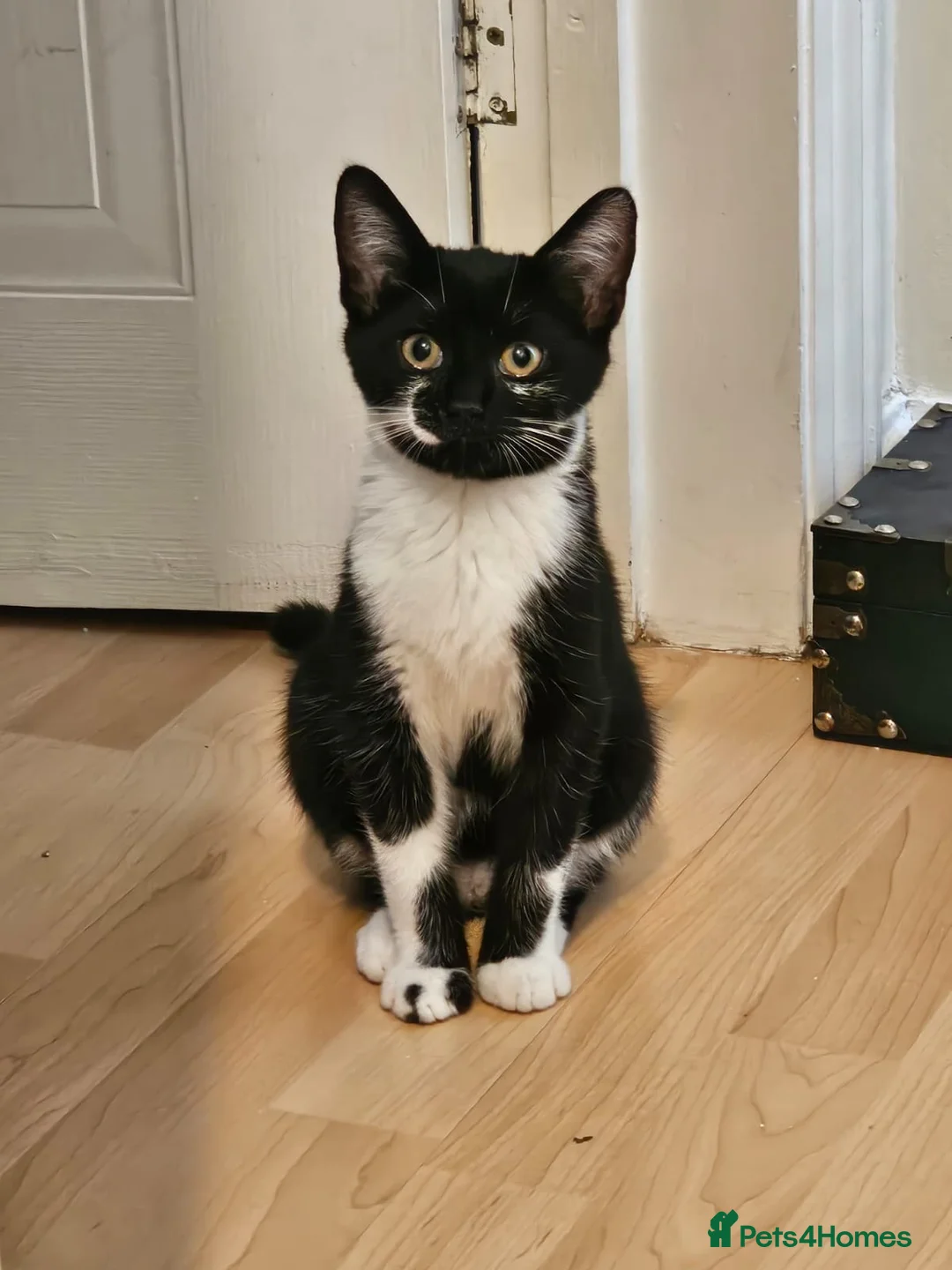 Mixed Breed cats for adoption: Rescue kitten 6 months looking for her own home - Advert 5