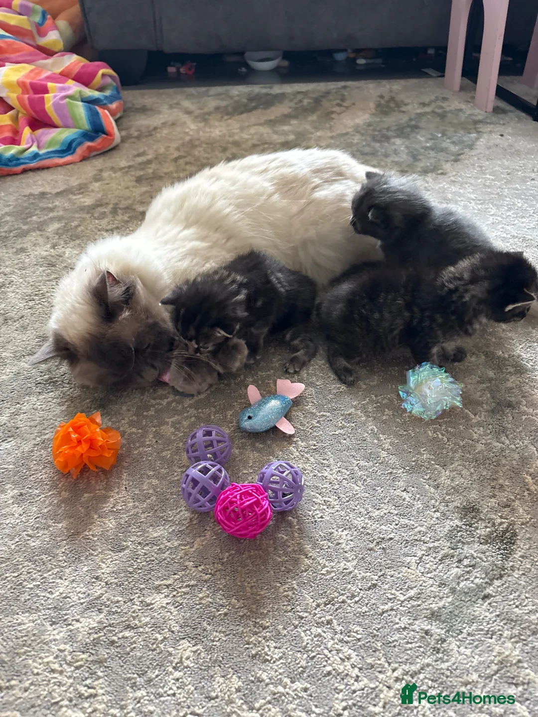 Mixed Breed cats for sale: Half Ragdoll Kittens  in Northampton - Advert 2