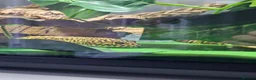 Gecko reptiles for sale: Leopard Gecko + Full Setup in London - Advert 7