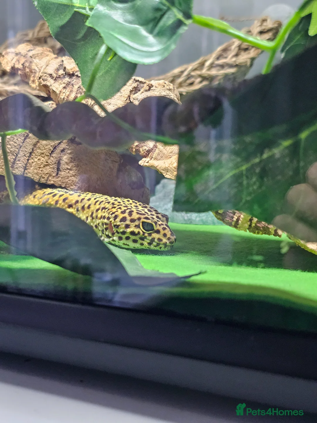 Gecko reptiles for sale: Leopard Gecko + Full Setup in London - Advert 7