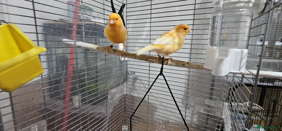 Canaries birds for sale: Four (2 pairs) young canaries - Advert 9