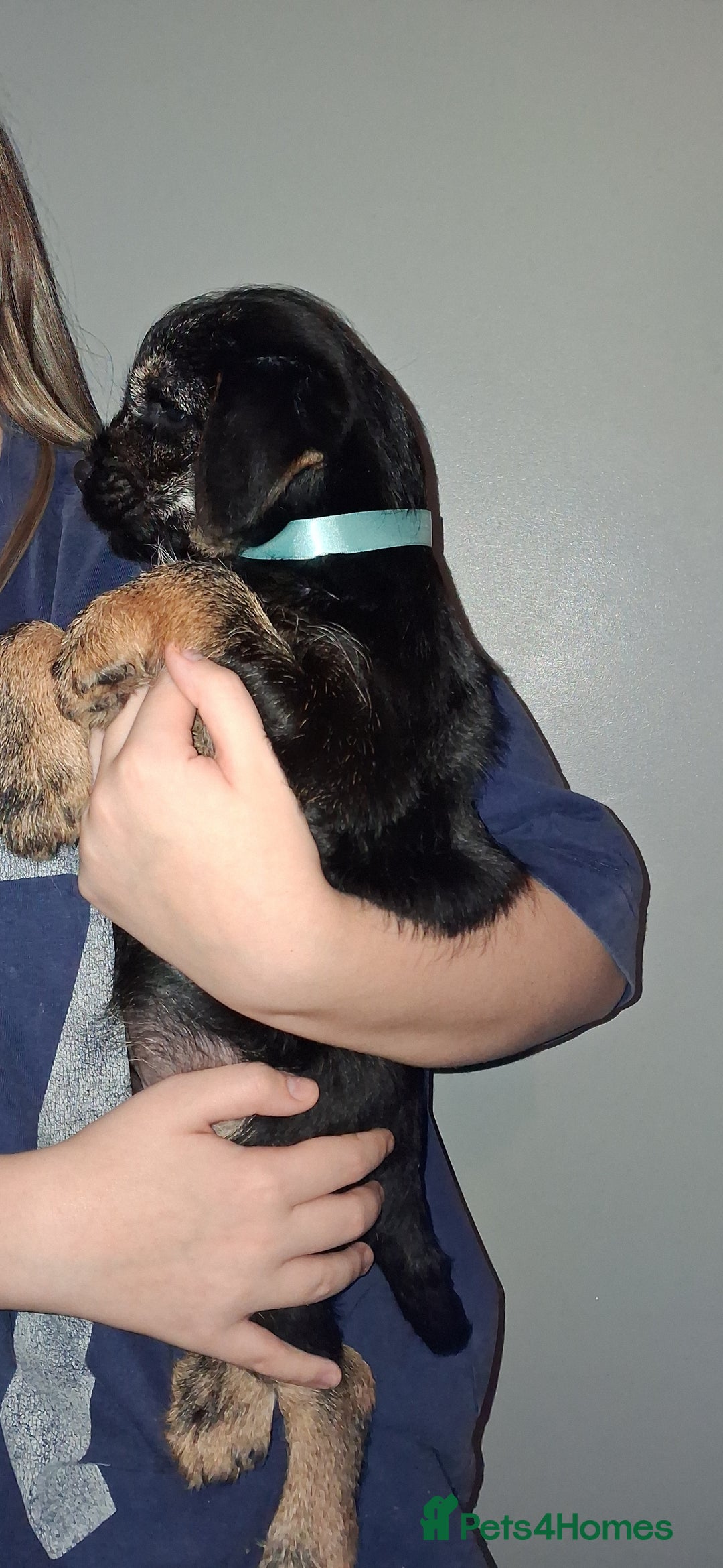 Border Terrier dogs for sale: Kc Reg Border Terrier Puppies  - Advert 10