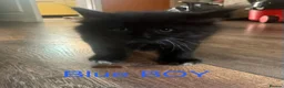 Mixed Breed cats for sale: Mixed Maine coons  - Advert 30