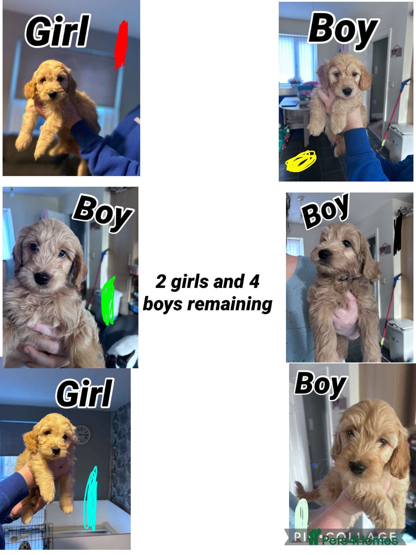 Goldendoodle dogs  F1 mini Goldendoodles **ready to go** - Advert 1