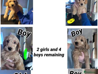 Goldendoodle dogs F1 mini Goldendoodles **ready to go** - Advert 2