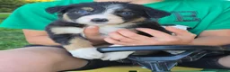 Border Collie dogs for sale: 8 Absolutely stunning Puppies Looking for new home in Montgomery - Advert 14