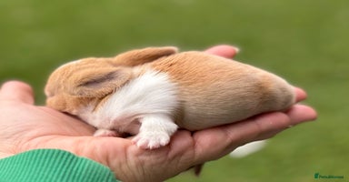 Mini Lop rabbits - Advert 16